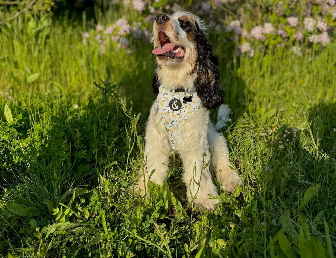 Cocker Spaniel wearing a harness in the sun, grass background