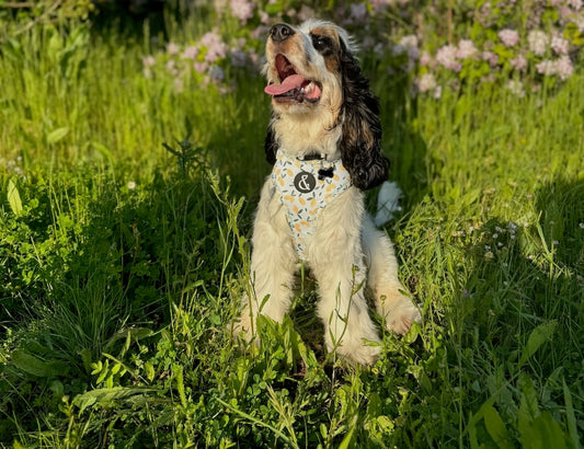 Cocker Spaniel wearing a harness in the sun, grass background