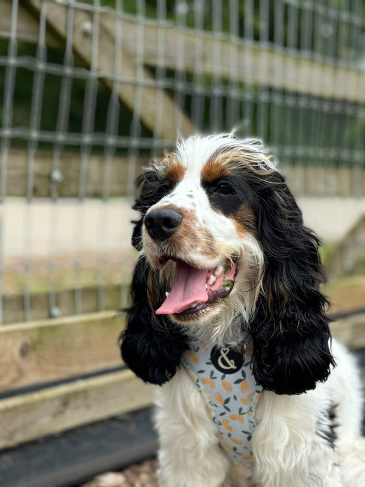 Cocker spaniel puppy, wearing blue lemon pattern harness, outside in sun