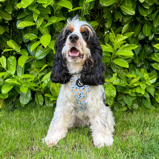 Cocker Spaniel Accessories
