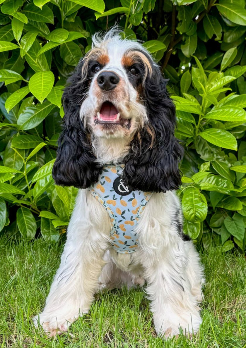 Blue dog harness with lemon pattern, worn by cocker spaniel puppy