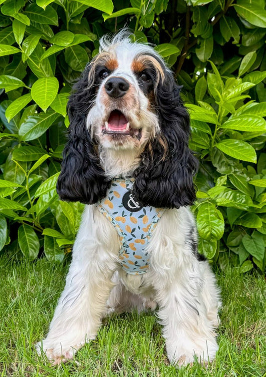 Blue dog harness with lemon pattern, worn by cocker spaniel puppy