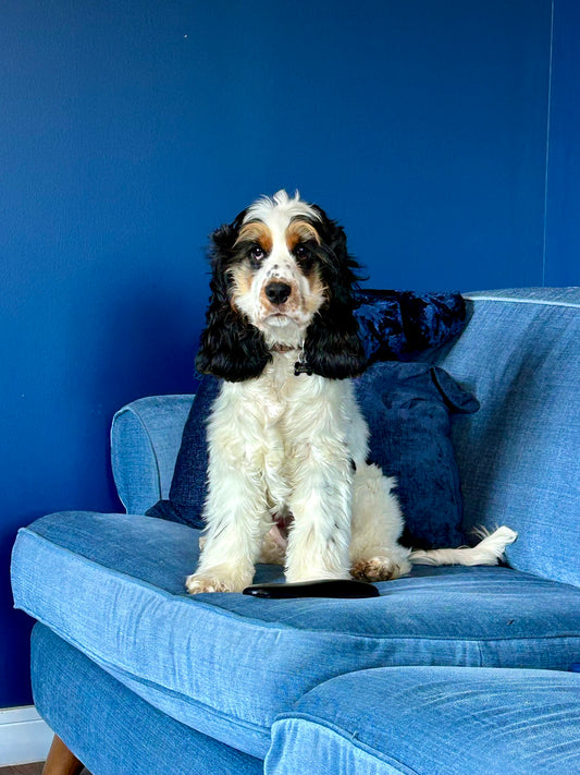 Cocker Spaniel Blue