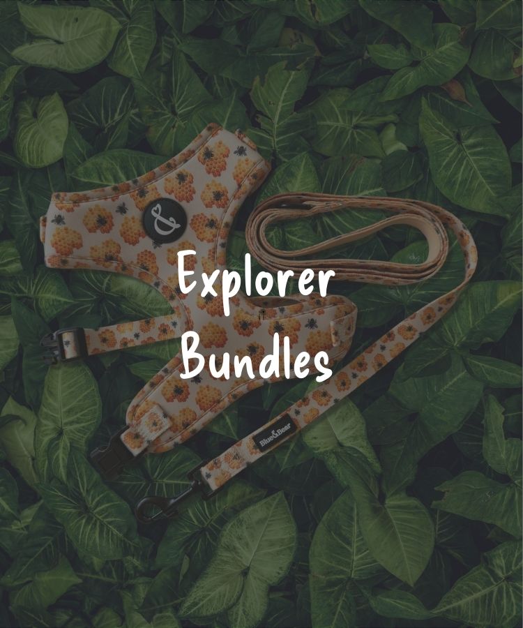 Dog Collar, Lead, and Harness Explorer Bundle
