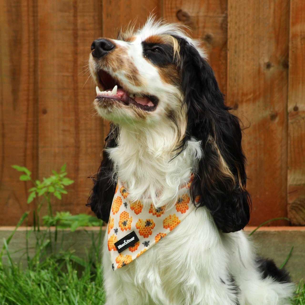 Yellow dog bandana with honey bees on cocker spaniel puppy