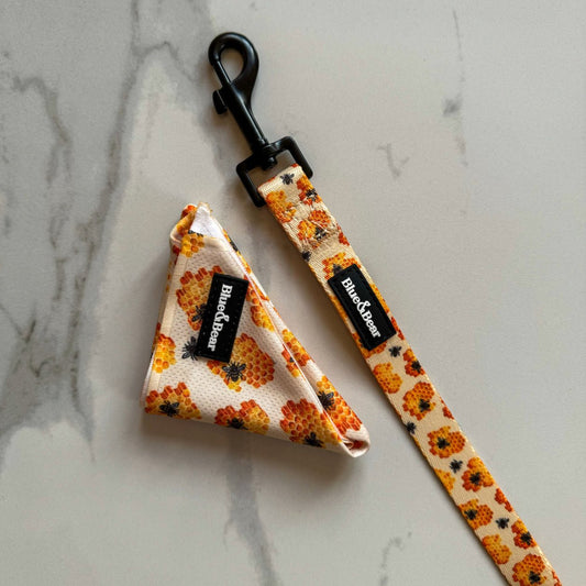 Yellow honey dog bandana and yellow honey dog lead