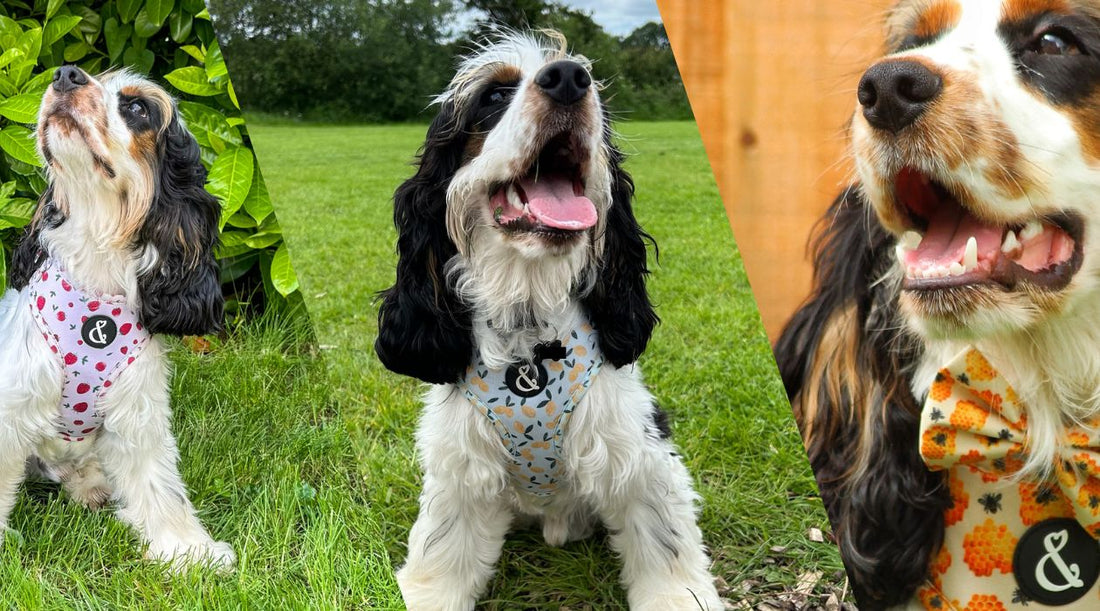 Cocker spaniel puppy wearing adjustable harness