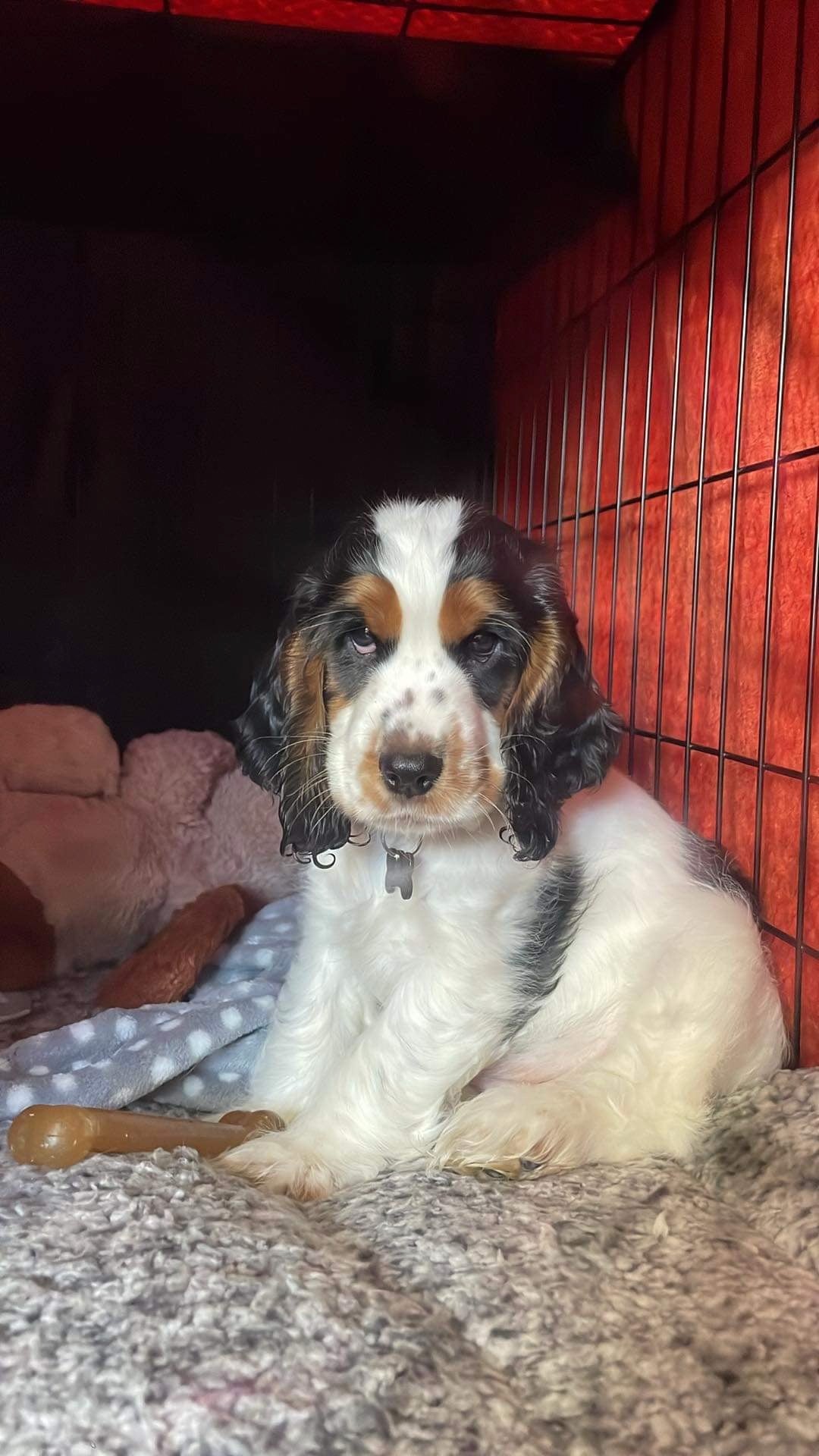 Cocker spaniel puppy sitting in a crate for training