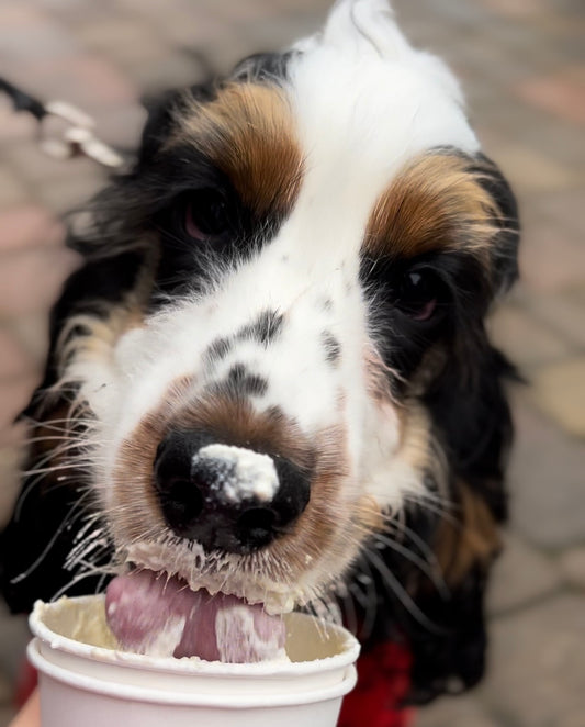 The Best Dog Treats For Your Puppy: Definitive Guide