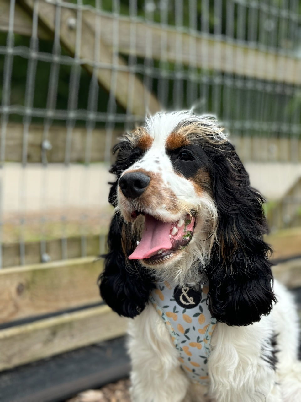 Cocker spaniel puppy, wearing blue lemon pattern harness, outside in sun 