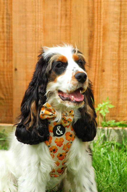 Cocker spaniel puppy wearing a puppy bow tie, dog collar and harness with bee pattern