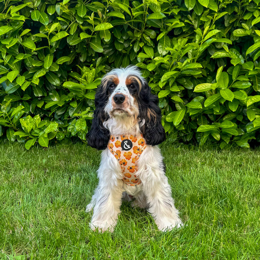 Cocker spaniel puppy wearing yellow puppy harness