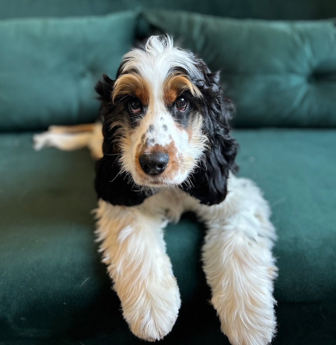 Puppy Blue laying on Sofa listening to their name