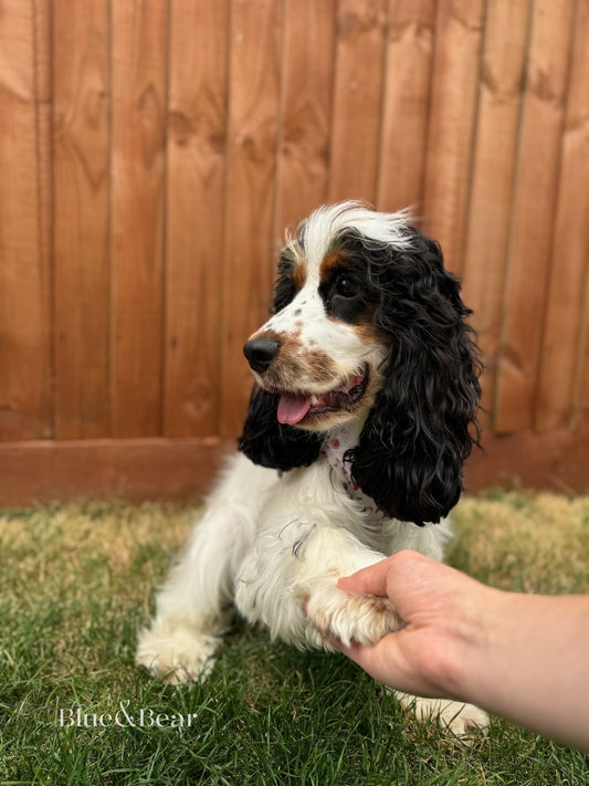 Teaching a cocker spaniel dog how to give paw