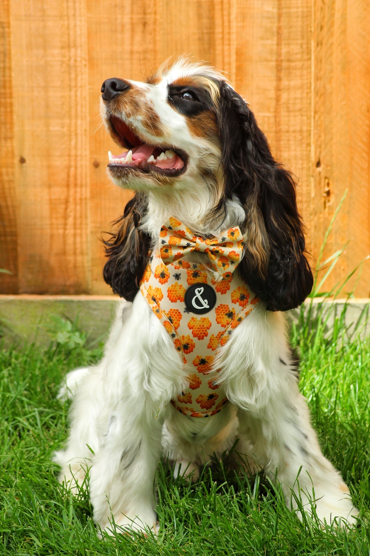 Cocker spaniel puppy wearing yellow bee dog harness