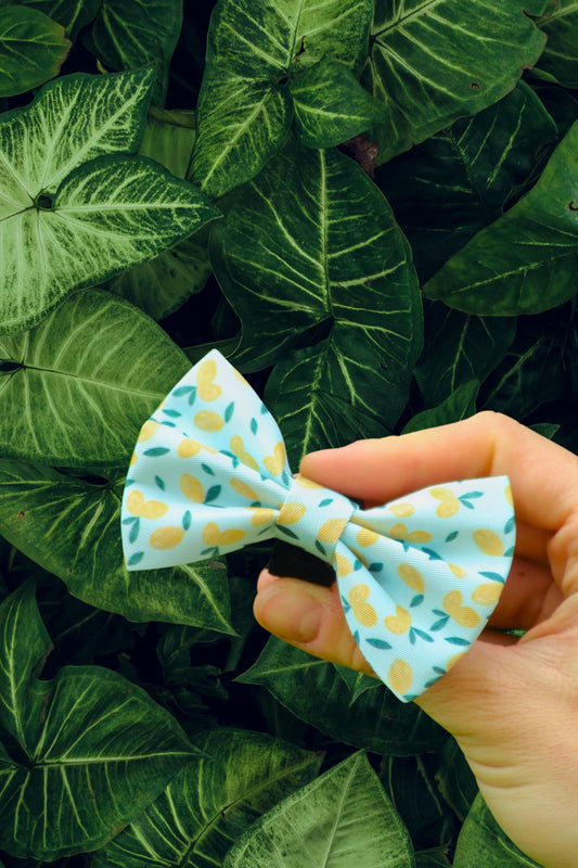 Blue dog bow tie with lemon pattern on green background