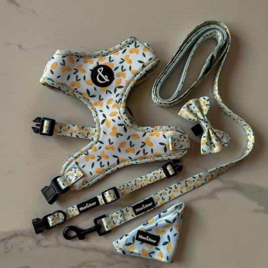 Blue dog accessories with lemon pattern on marble tile