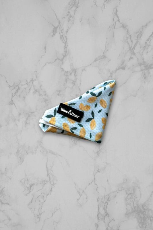 Blue dog bandana on a marble tile