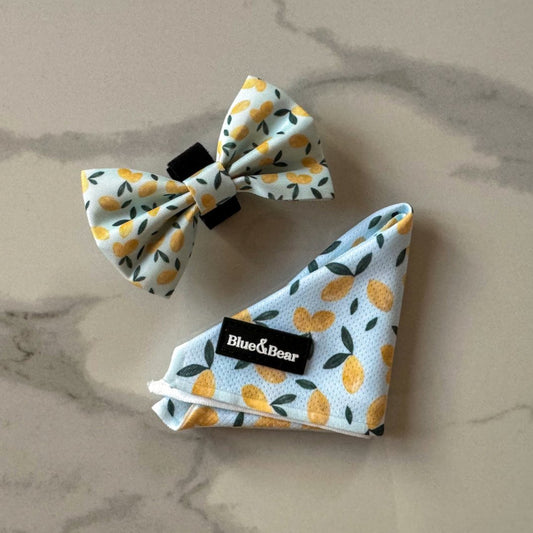 Blue dog bandana with lemon pattern with blue dog bowtie on marble tile