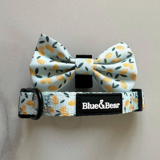 Blue dog collar with lemon pattern and matching bow tie