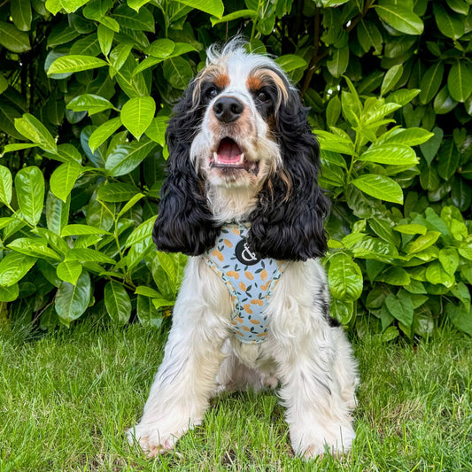 Blue dog harness with lemon pattern, worn by cocker spaniel puppy