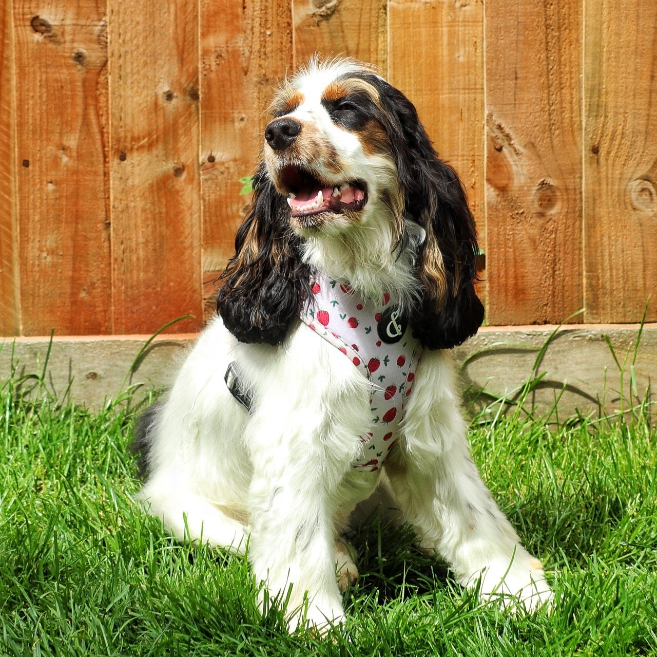 Cocker spaniel puppy wearing strawberry pink dog harness