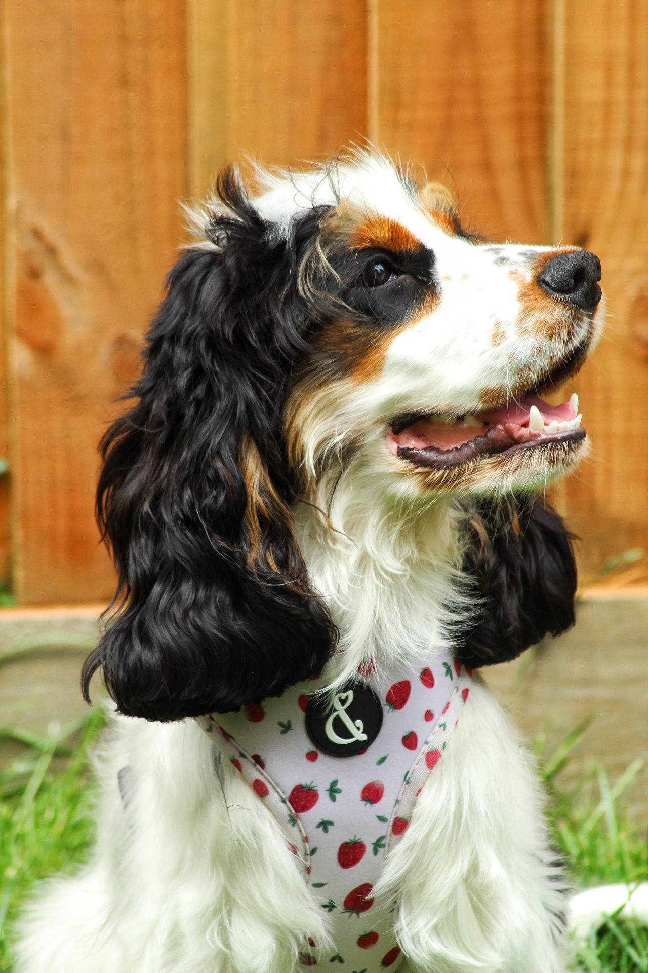 Cocker spaniel puppy wearing pink strawberry dog harness