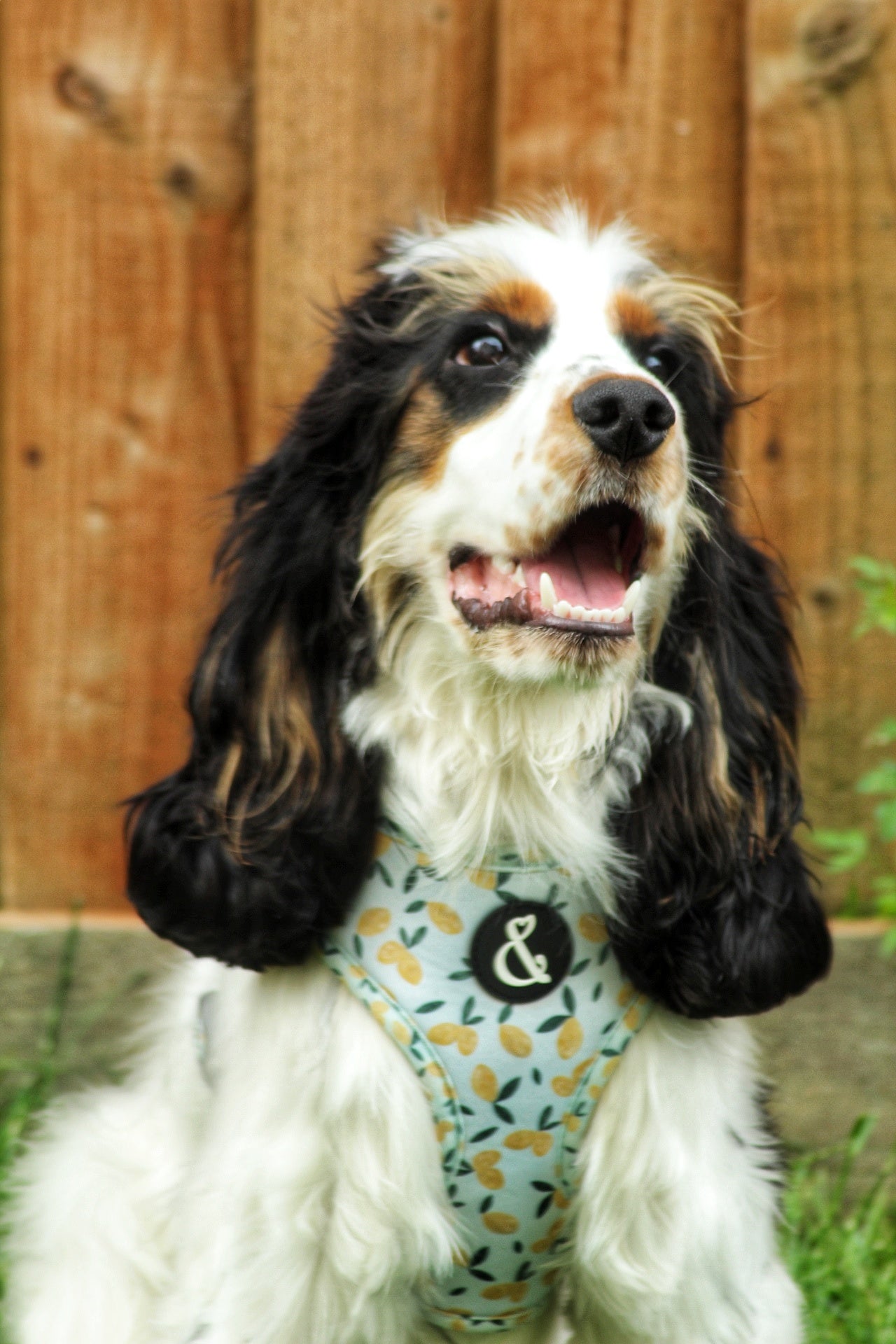 Lemon dog harness with blue background, worn by cocker spaniel puppy