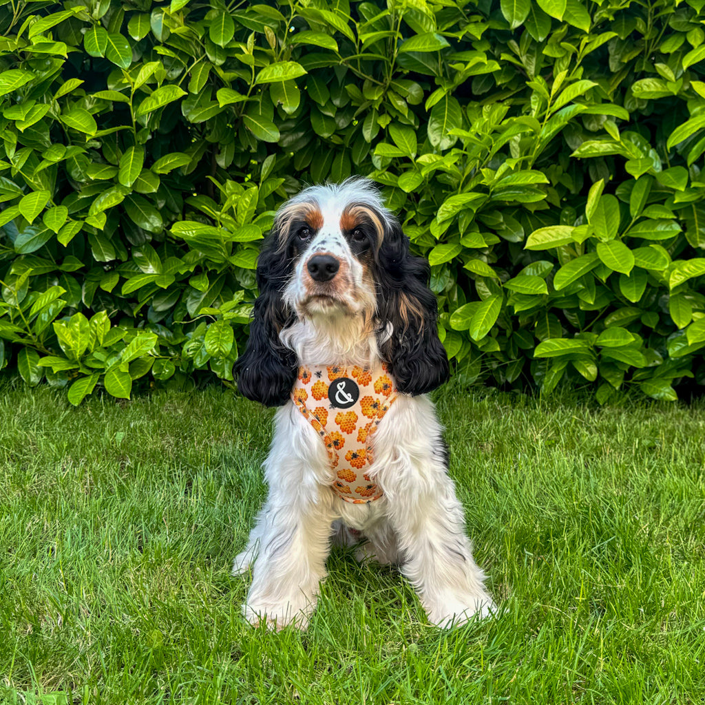 Cocker spaniel puppy wearing yellow dog harness with bee pattern