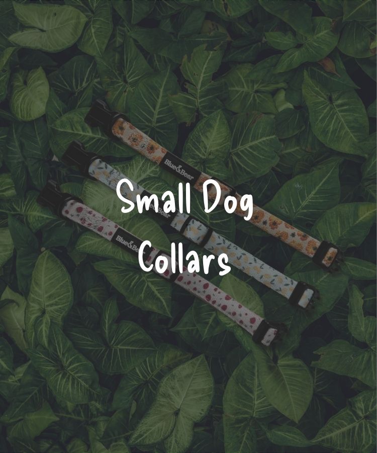 Dog Collars