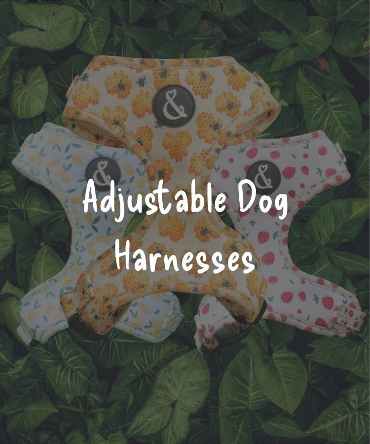 Small Dog Harnesses