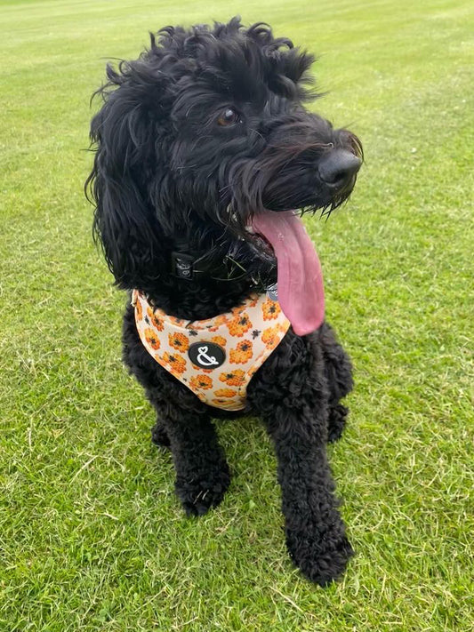 Cockapoo wearing honey yellow dog harness