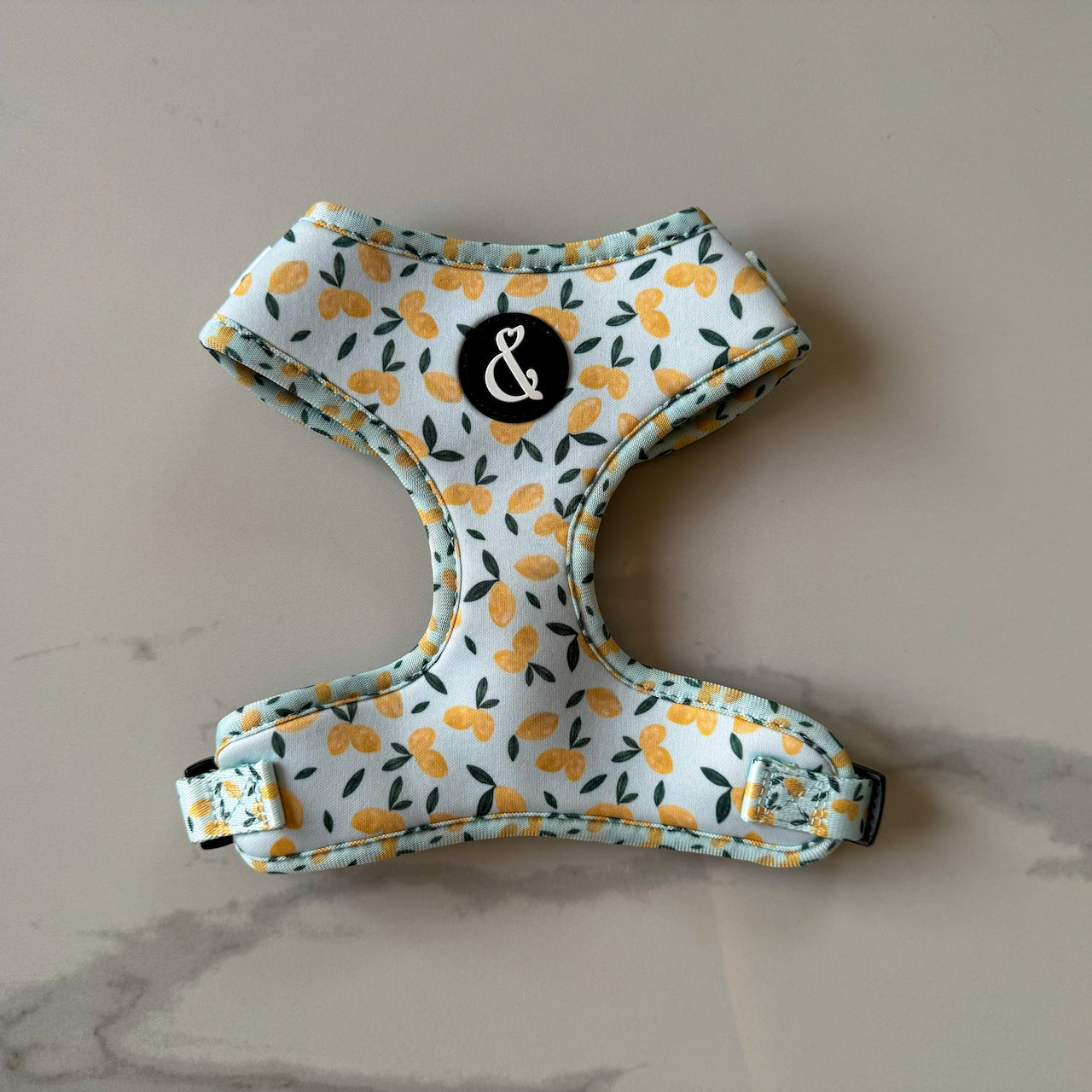 Lemon dog harness with blue background on marble tile