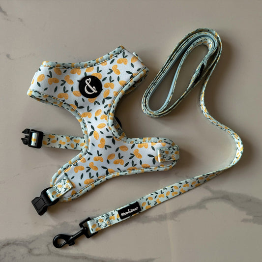 Blue dog harness with lemon pattern and matching blue dog lead