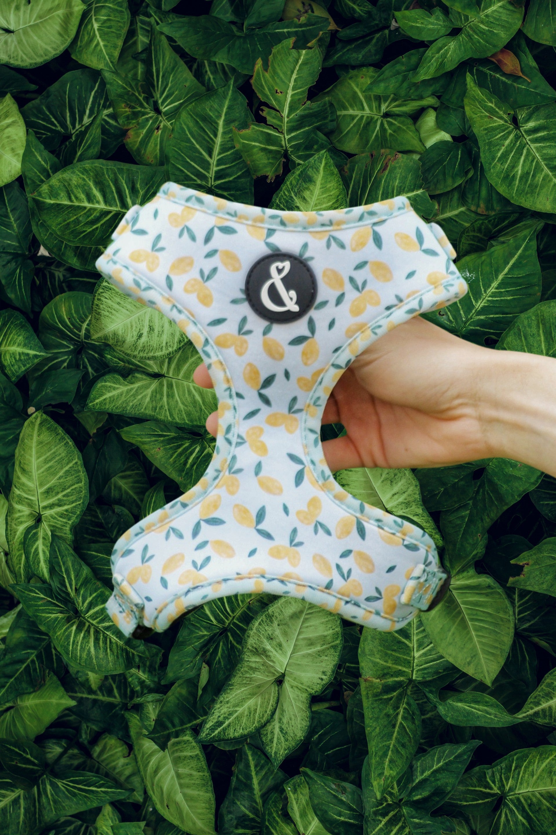 Light blue dog harness with lemon pattern in front of green background