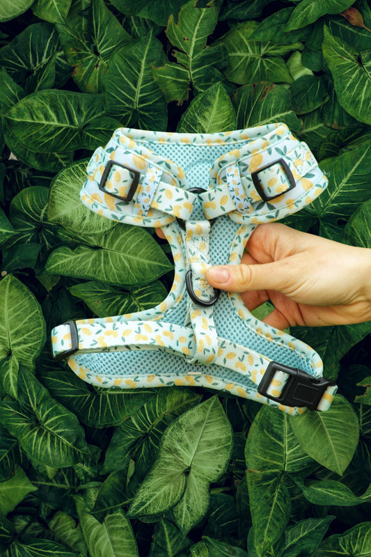 Reverse view of light blue dog harness with lemon pattern