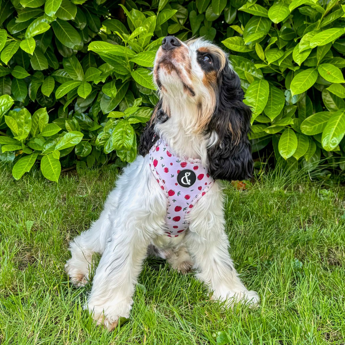 Pink strawberry dog harness on cocker spaniel puppy