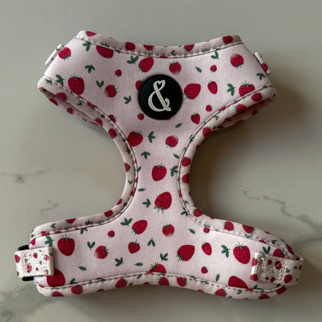 Pink strawberry dog harness on marble background