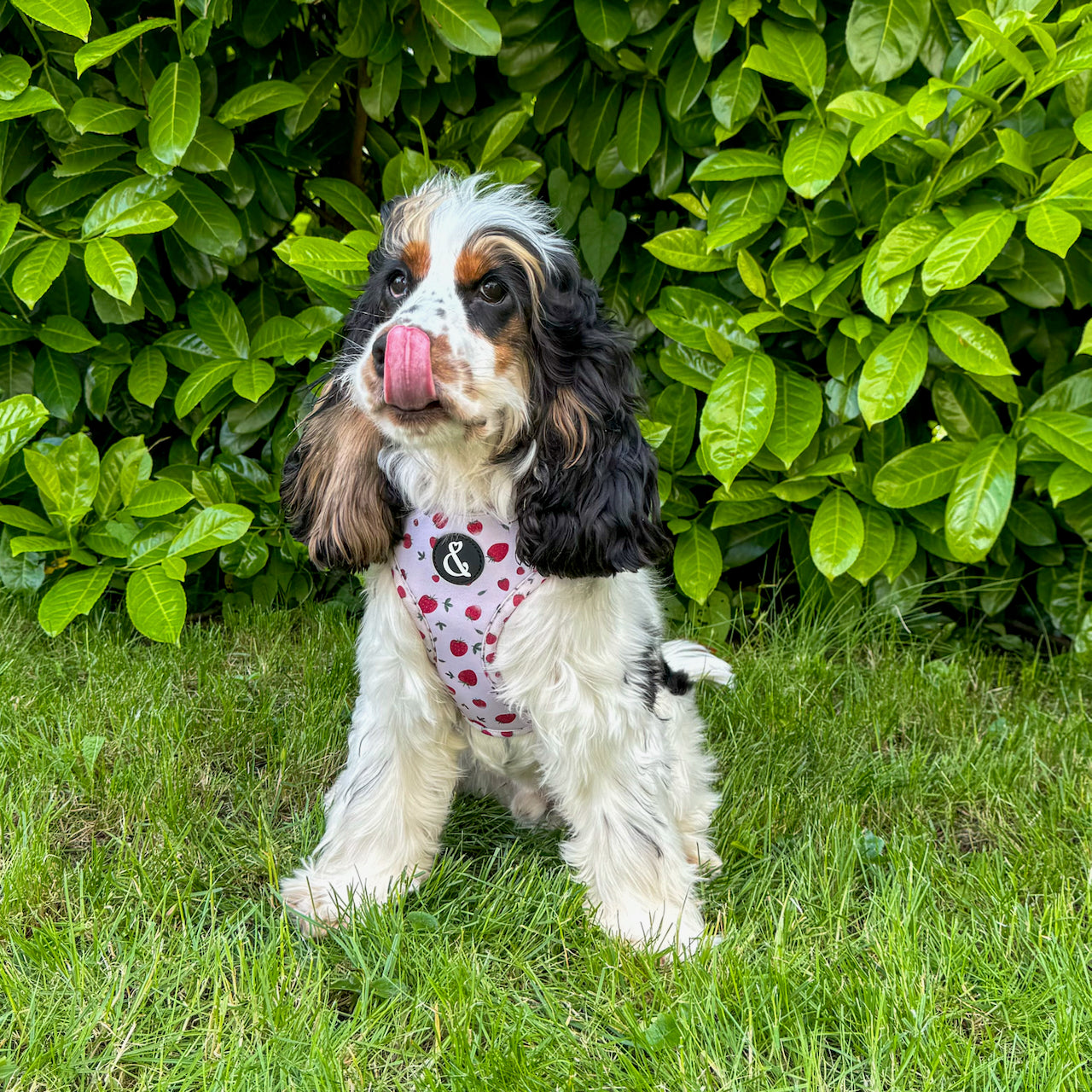 Pink Strawberry Dog Harness Strawberry Paws Blue Bear