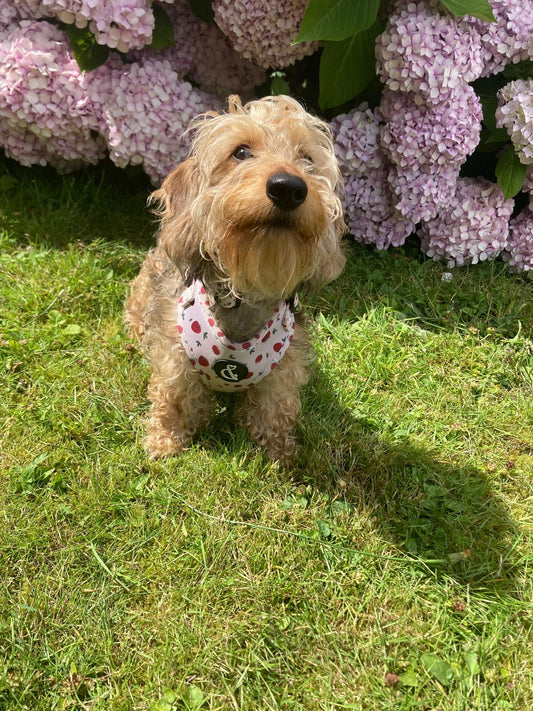 Wire Haired Dachshund Sausage Dog wearing strawberry harness 