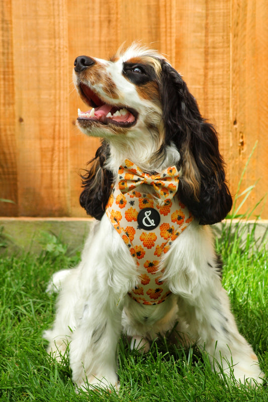 Yellow dog harness and bow tie with honey pattern worn by cocker spaniel puppy